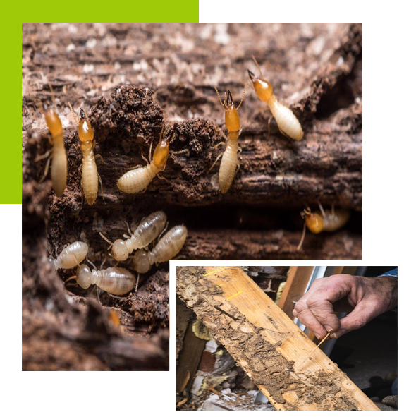 مكافحة النمل الابيض