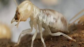 أماكن تواجد النمل الأبيض