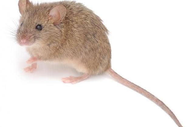 لماذا تختار الفئران منزلك للاختباء؟