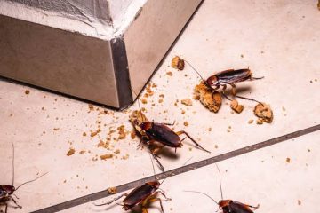 لماذا تظهر الصراصير رغم نظافة المنزل؟