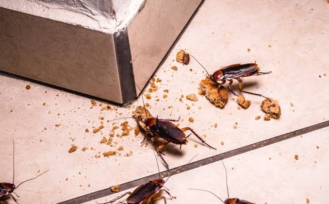 لماذا تظهر الصراصير رغم نظافة المنزل؟