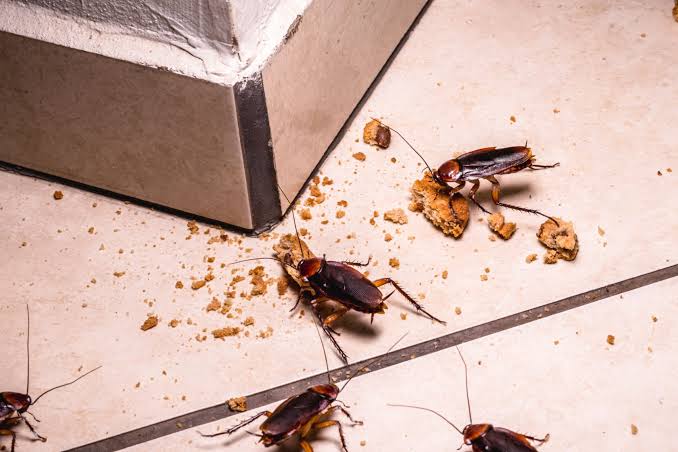 لماذا تظهر الصراصير رغم نظافة المنزل؟