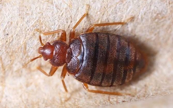 مخاطر لدغات بق الفراش: 7 حقائق وطرق التخلص منه